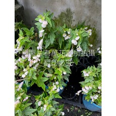 萬花叢 南非海棠 觀葉植物 5吋盆栽, 綠色, 1個
