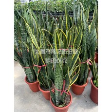 萬花叢 室內虎尾蘭盆栽 歐盆 高60-80cm 空氣淨化 居家盆栽, 紅棕色, 1個