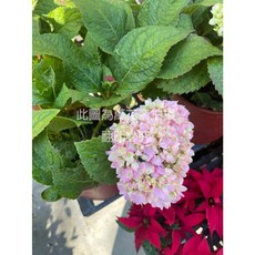 萬花叢 無盡夏/夏季粉色繡球花 5/6吋盆栽 – 居家美化盆栽植物, 詳見包裝