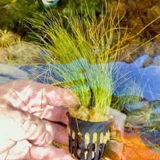 牛毛氈水草盆栽 無需CO2 耐熱水草 水草造景 草員景, 詳見包裝, 詳見包裝, 牛毛氈1盆