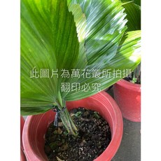 萬花叢 襯景植物【蒲葵】1尺盆栽 - 綠色植物盆栽，美化居家空間，清新空氣, 綠色