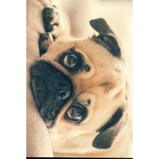(英文圖書) I Think I Pug You! 平裝版, Independently Published, 英文