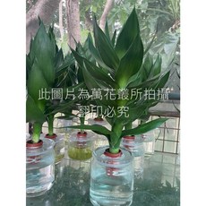 萬花叢 水耕植物 蓮花竹(單株) 水耕瓶 5-15cm，室內盆栽，簡約風格，招財開運