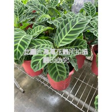 萬花叢 天鵝絨竹芋 美人蕉竹芋 療癒盆栽, 綠色