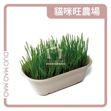 【DuoMaoMao】貓咪旺農場小麥草DIY種植組，天然無毒，補充纖維質，促進腸胃蠕動，提升免疫力, 50g