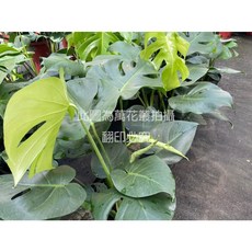 萬花叢 觀葉植物【龜背芋/電信蘭/龜甲蘭/龜甲芋】8吋盆，綠意盎然，點綴您的生活空間, 綠, 1個