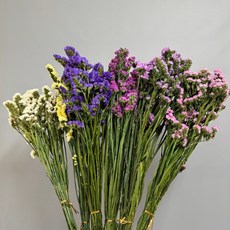 W&T花藝資材 台灣現貨 乾燥星辰花 乾燥花 花束 花材, 深紫