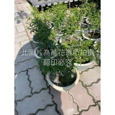 萬花叢 灌木植物【胡椒木】6吋盆栽 - 清新空氣 居家擺飾, 綠色, 1個