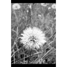 (英文圖書) Wisdom of the First Pure: The Journey back to the 6th Dimension * The Workbook... 平裝版, Independently Published, 英文