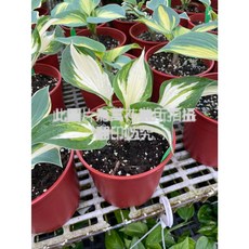 萬花叢 觀葉植物【進口斑葉玉簪】5/6吋盆栽 (隨機出貨) 室內植物 綠化盆栽, 詳見包裝
