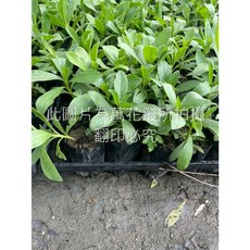 萬花叢 白水木 3吋盆栽, 詳見包裝