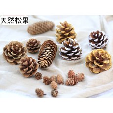 馥靖精油 天然乾燥松果 多種款式 拍照道具 居家裝飾, 塗金松果(3個一包)
