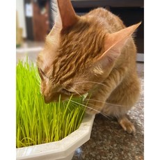 種子王國 貓草種子 大麥草 貓草 約500公克 分包裝, 1個