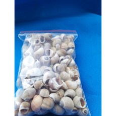 蠟材行 果凍蠟飾品 小灰玉螺100g/包 - DIY手工藝材料 天然螺殼裝飾