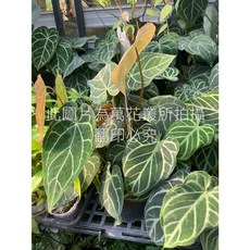 萬花叢 觀葉植物【水晶花燭(大)】5/6吋盆 - 室內盆栽、淨化空氣、療癒植栽
