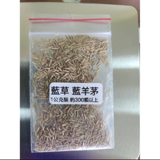 藍羊茅觀賞草種子