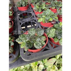 萬花叢 永福報春苦苣苔 3吋盆栽