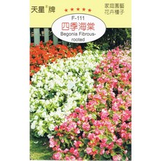 天星牌 四季秋海棠種子, 1個