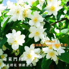 atmosphere 精油擴香瓶, 1個, 克萊門橙花