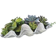 Sullivans 家從貝殼多肉植物開始, 綠+白