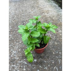 萬花叢 香草植物 薄荷盆栽, 紅棕色, 1個