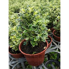 萬花叢 六月雪 盆栽 3吋 灌木植物 小品盆栽 綠植 淨化空氣