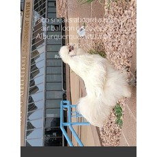 (英文圖書) Taco sneaks aboard a hot air balloon discovers Alburquerque with a pit stop in San Antonio an... 精裝版, Lulu.com, 英文