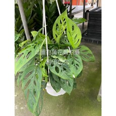 萬花叢 觀葉植物 洞洞蔓綠榕 5吋吊盆 高約10-30cm, 綠色, 1個