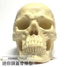 北星文化 片桐裕司 迷你頭蓋骨模型 藝術創作 醫學研究 精細結構, 詳見包裝