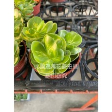 萬花叢 多肉植物 雲葉古木錦 3吋盆 療癒盆栽 (1-3朵隨機), 1個