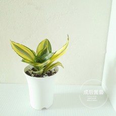 【成后園藝】 2.8吋高盆丨黃金虎尾蘭丨綠邊虎尾蘭丨吊籣丨乳斑椒草丨玉露丨常春藤丨, 詳見包裝, 詳見包裝