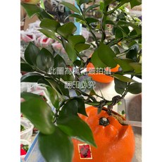 萬花叢 圓葉竹柏盆栽, 綠色, 1個