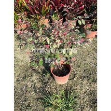 萬花叢 彩葉山漆莖盆栽 觀葉植物, 綠色、紅色, 1個