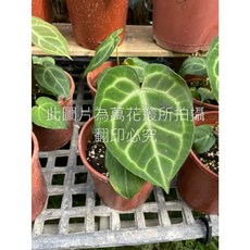 萬花叢 觀葉植物 圓葉花燭 (株高約10-25cm) 室內盆栽 淨化空氣, 1個