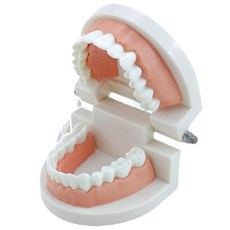 1:1衛教口腔模型 牙齒模型 口腔模型 牙科模型 幼兒園刷牙練習 口腔保健教具, 口腔模型