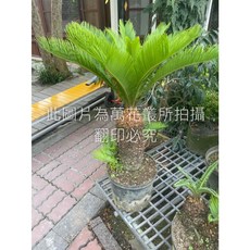 萬花叢 喬木植物 琉球鐵樹 8吋 高約30-50cm (無法超取) 盆栽, 綠色