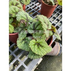 萬花叢 鐵十字秋海棠 觀葉植物 室內盆栽, 綠色, 1個