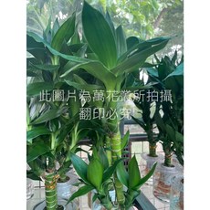 萬花叢 水耕植物 蓮花竹(2株) 含水耕瓶 5-15cm 室內盆栽, 詳見包裝