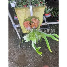 萬花叢 安地斯交爪哇鹿角蕨 上板觀葉植物, 1個