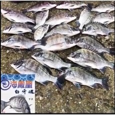 海鳳凰 白牙魂 藍眼魂 黑鯛專用磯釣誘餌粉 黑白毛A撒粉 南台灣黑格適用, 1個