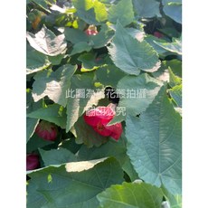 風鈴花 居家盆栽, 風鈴花(不可挑色, 1個