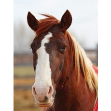 Kids Large Horse Journal 精裝版, Blurb, 英文