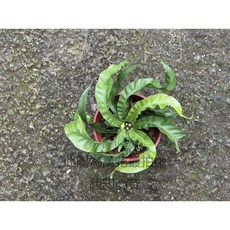 萬花叢 觀葉植物【龍捲風山蘇】5吋盆 - 室內盆栽 淨化空氣 療癒盆栽, 綠色, 1個