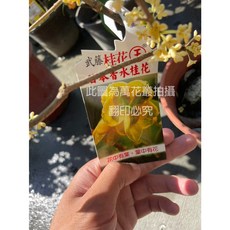 萬花叢 喬木植物 武藤日本 香味濃郁 觀賞盆栽, 1個, 香水桂花