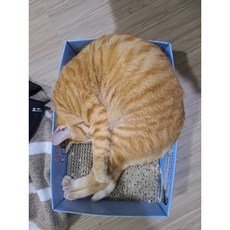 弈聖牌 圍棋 象棋 西洋棋 專用計時器 ys-902 (保固半年) 棋藝愛好者必備, 金色