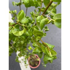 萬花叢 喬木植物 捲葉榕 6吋盆栽 (高約60-80cm) 室內盆栽 綠植 淨化空氣, 綠色, 1個