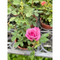 萬花叢 3吋迷你玫瑰, 混合, 1個