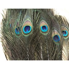 孔雀羽毛材料 / 手工藝材料 / DIY羽毛材料 / 原住民材料 / 阿美族花帽用羽毛 / 純天然孔雀毛, 詳見包裝