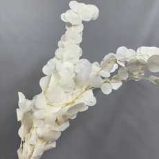 W&T花藝資材 台灣現貨 永生圓葉尤加利葉 蘋果葉 乾燥花 永生花 花材, 白色