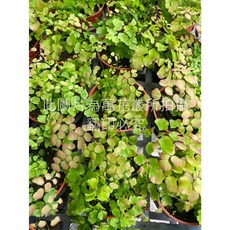 萬花叢 美葉鐵線蕨 3吋盆栽 新葉粉紅 居家盆栽 蕨類植物, 綠色, 1個